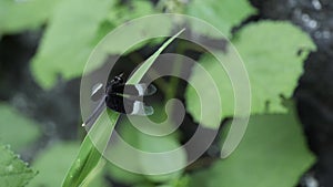 Dragonfly with black and white wings Neurothemis tullia on green leaf,, slow motion footage