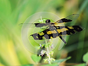 Dragonfly, Black and yellow wings of dragonfly on a small flower