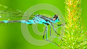 Dragonfly on blade of grass