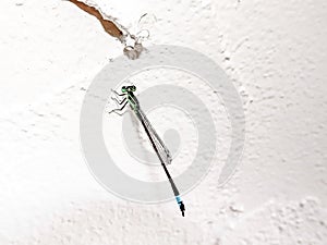 dragonfly on a blade of grass - Azure Bluet & x28;Enallagma aspersum