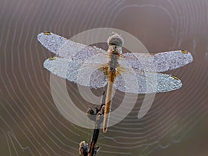 Dragonfly on a blade of grass dries its wings from dew