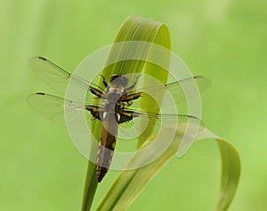 the dragonfly on a blade of grass dries its wings from dew