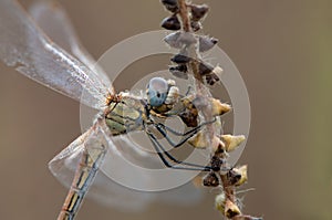 Dragonfly on a blade of grass dries its wings from dew under the first rays of the sun before flight