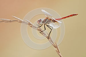 A dragonfly on a blade of grass dries its wings from dew under the first rays of the sun before flight