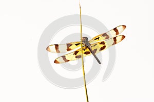 Dragonfly on a blade of grass