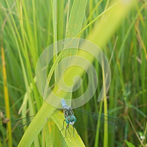 Dragonfly, blue, country living, upclose,
