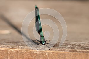 Dragonfly Blue Dasher