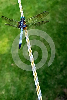 Dragonfly Blue Dasher