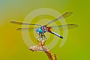 Libellula blu 