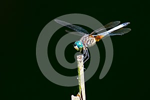 Dragonfly Blue Dasher