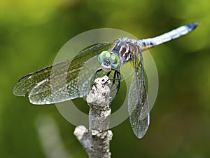 Dragonfly Blue Dasher