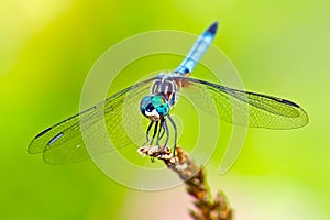 Dragonfly Blue Dasher