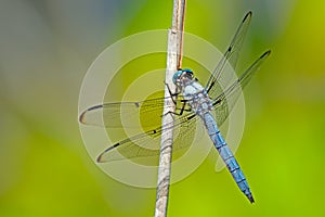 Dragonfly Blue Dasher