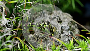 Dragonfly blue-eyed hawker (Aeshna affinis) lays eggs in 4K VIDEO.