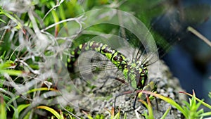 Dragonfly blue-eyed hawker (Aeshna affinis) lays eggs in 4K VIDEO.