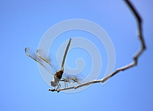 Dragonfly on blue sky