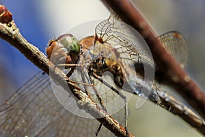 Dragonfly with blue Sky