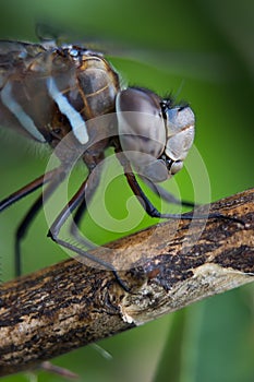 Dragonfly photo