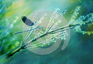 Dragonfly with blue wings close-up on the stems of grass by the river. Natural beautiful summer, spring background.