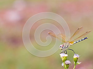Dragonfly, blur background.