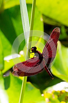 A dragonfly with a body colored like flames photo