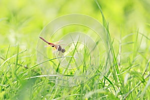 Dragonfly (Brachydiplax chalybea) 5