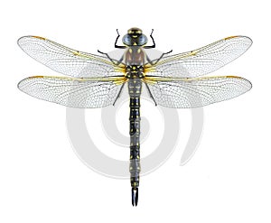 Dragonfly Brachytron pratense