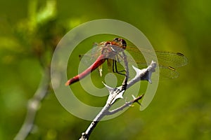 Dragonfly on branch