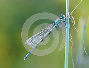 Dragonfly on a branch