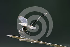 Dragonfly on branch