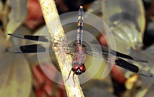 Insect`s life. Dragonfly. photo