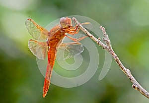 Dragonfly on branch