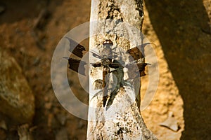 Dragonfly on Branch