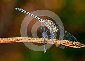 Dragonfly on branch extreme close up - Macrophotography of dragonfly on branch