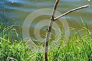 Summer, lake, dragonfly, branch, pond, process