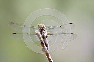 Dragonfly on branch in nature