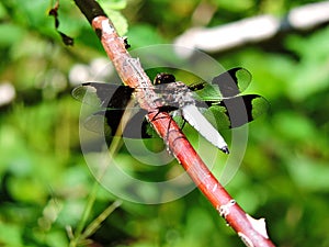 Dragonfly on Branch