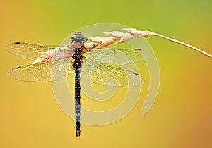 Dragonfly