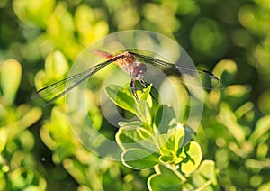 Dragonfly branch wings