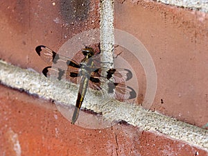 Dragonfly on a brick wall
