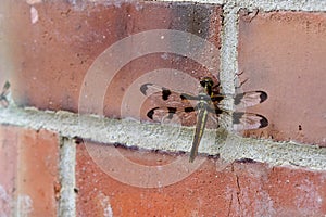 Dragonfly on a brick wall