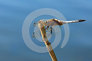Dragonfly - Broad-bodied Chaser