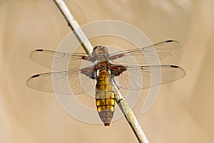 Dragonfly - Broad bodied chaser