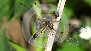 Dragonfly Broad-bodied Chaser or Broad-bodied Darter Libellula depressa female sits on a dry stalk