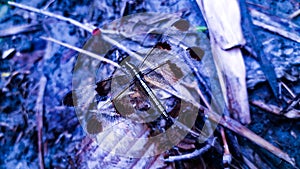 Dragonfly With Brown Color Wings