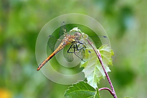 Libellula 