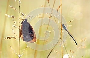 Dragonfly and butterfly