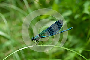 Dragonfly Calopteryx