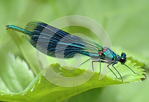 Dragonfly Calopteryx splendens