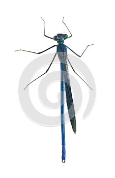 Dragonfly Calopteryx splendens (male)